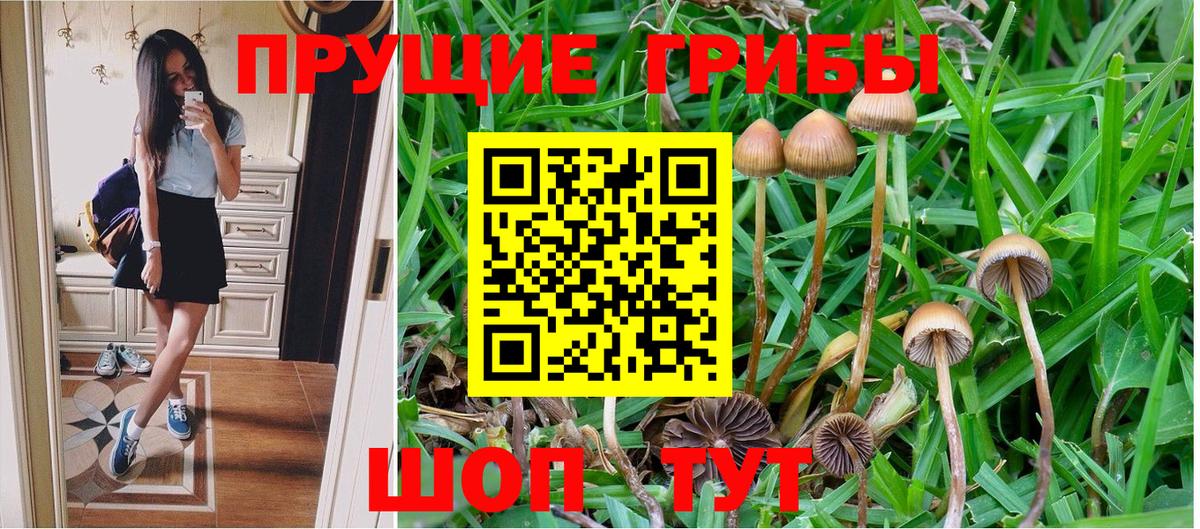 Псилоцибиновые грибы Cubensis  магазин продажи наркотиков  Ишим  Вход с VPN 